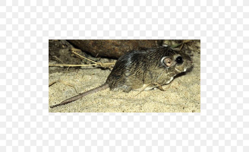 Common Degu Computer Mouse Fauna Murids Marsupial, PNG, 500x500px, Common Degu, Animal, Computer Mouse, Degu, Description Download Free