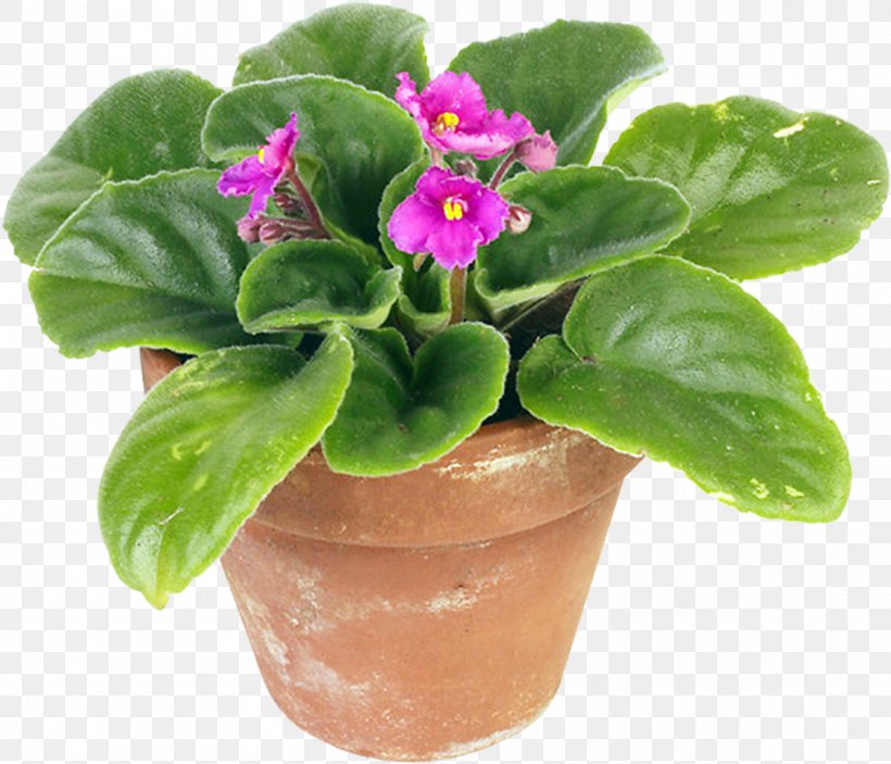 Houseplant Flowerpot African Violets, PNG, 1200x1029px, Plant, African Violets, Cutting, Flower, Flowerpot Download Free