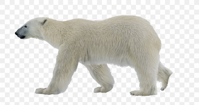 Polar Bear Cartoon, PNG, 910x480px, Polar Bear, Adaptation, American Black Bear, Animal Figure, Arctic Download Free