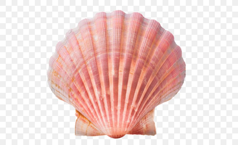 Seashell Conch Stock Photography Clip Art, PNG, 500x500px, Seashell, Caracola, Cockle, Conch, Decorative Fan Download Free