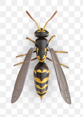 Wasp Trap - Insect Paper Wasp Fly Bee PNG