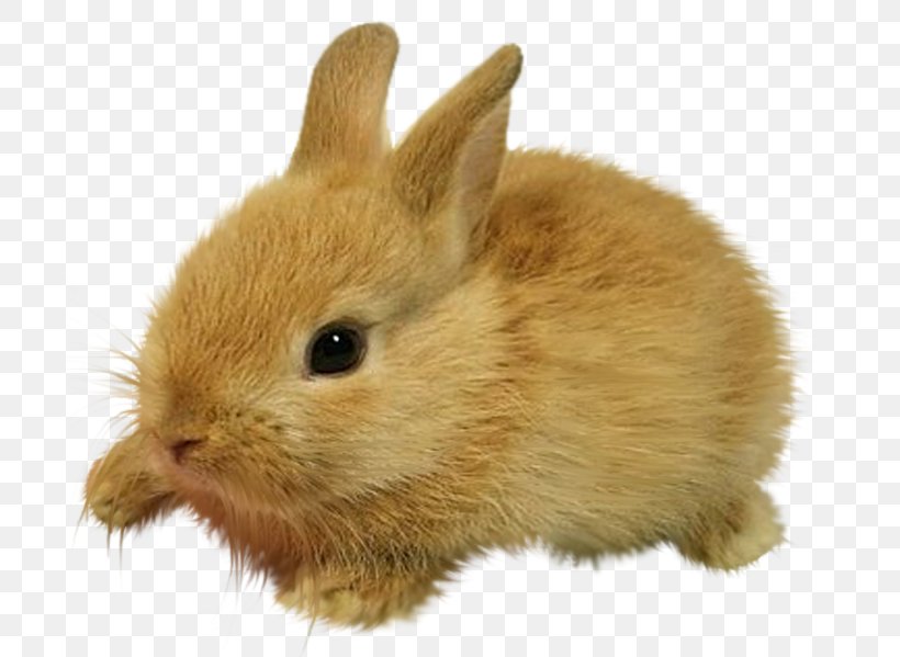 Lionhead Rabbit Domestic Rabbit Hare, PNG, 700x599px, Lionhead Rabbit, Cuteness, Domestic Rabbit, Drawing, European Rabbit Download Free