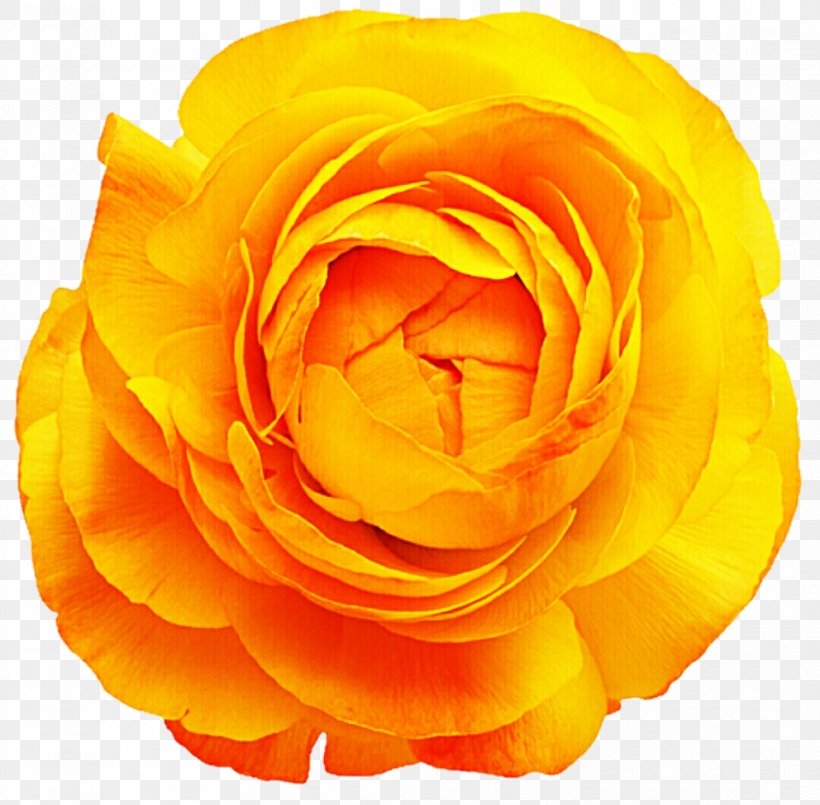 Rose Cut Flowers Yellow Stock Photography, PNG, 992x975px, Rose, Close Up, Color, Cut Flowers, Floribunda Download Free