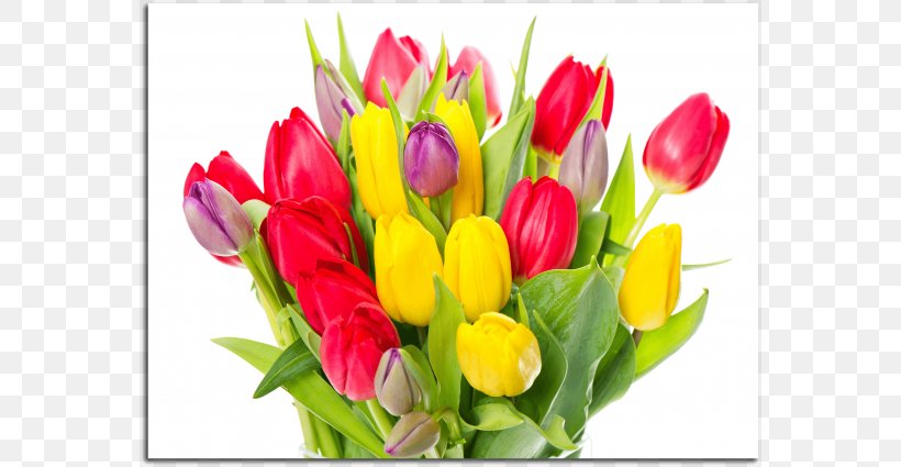 Tulip Lossless Compression Flower, PNG, 670x425px, Tulip, Archive File, Bud, Cut Flowers, Data Download Free