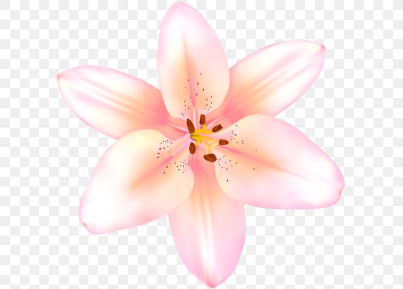 Lilium Clip Art, PNG, 600x589px, Lilium, Beauty Studio, Flower, Flowering Plant, Galina Download Free