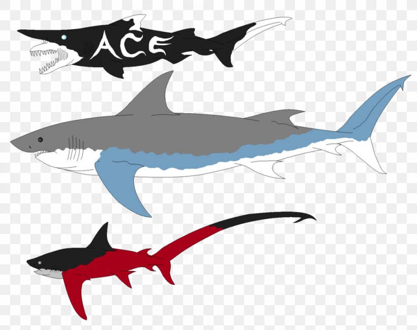 Requiem Sharks Great White Shark Megalodon Goblin Shark, PNG, 1004x795px, Shark, Animal, Bigeye Thresher, Bull Shark, Cartilaginous Fish Download Free