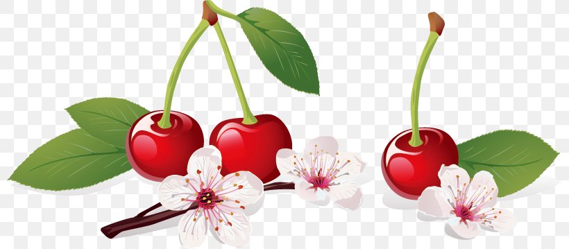 Cherry Blossom Illustration, PNG, 799x359px, Cherry, Blossom, Cherry Blossom, Cut Flowers, Flower Download Free