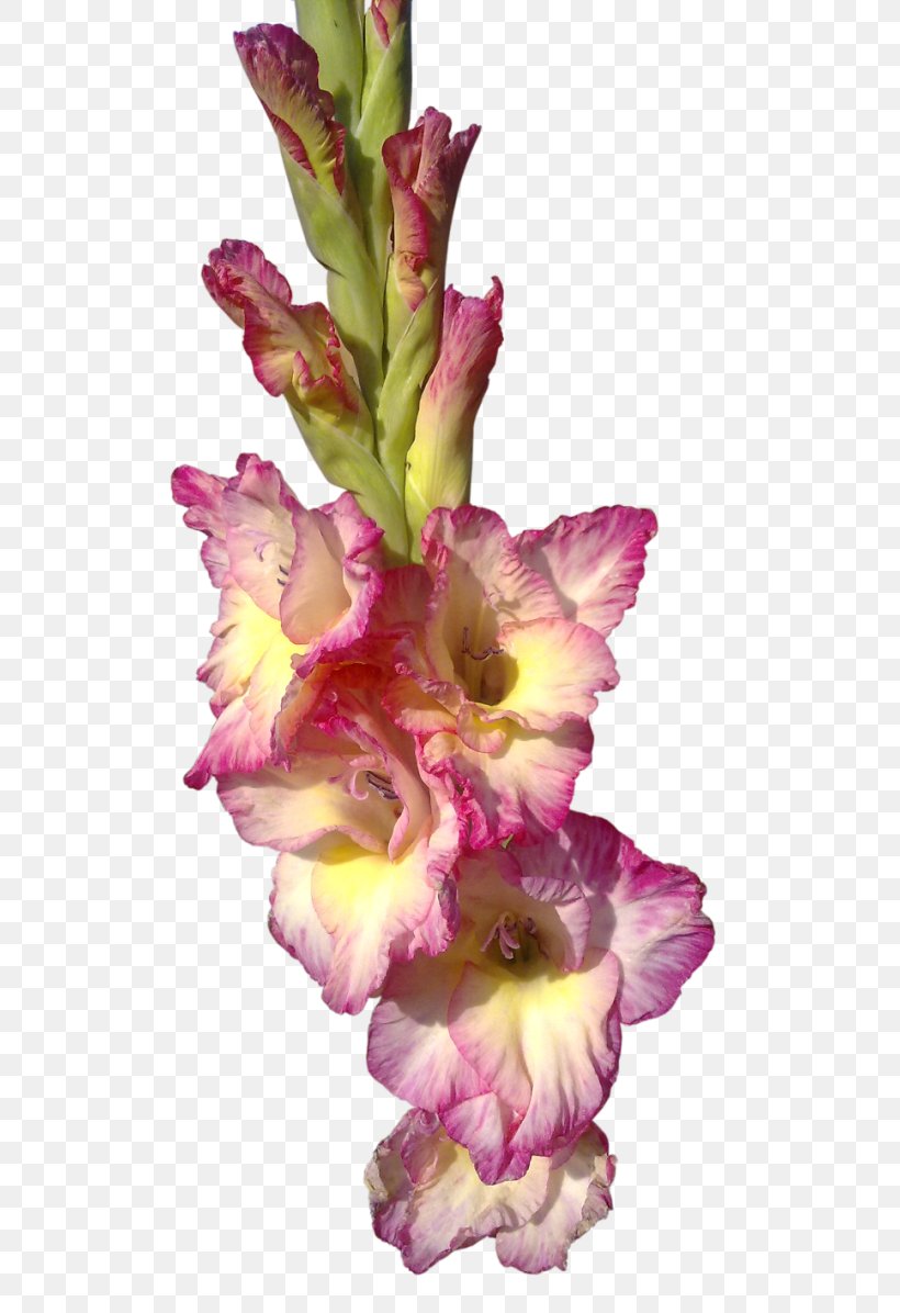 Cut Flowers Gladiolus I Wandered Lonely As A Cloud Clip Art, PNG, 550x1196px, Flower, Carnation, Common Daisy, Cut Flowers, Dwarf Download Free
