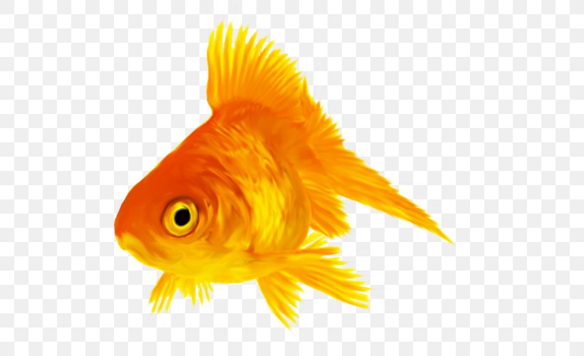 Goldfish Sea Marine Biology Organism, PNG, 500x500px, Goldfish, Advertising, Animal, Biology, Bony Fish Download Free