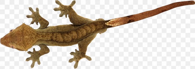Lizard Reptile Gekko, PNG, 2701x967px, Lizard, Animal Figure, Chameleons, Crested Gecko, Dinosaur Download Free