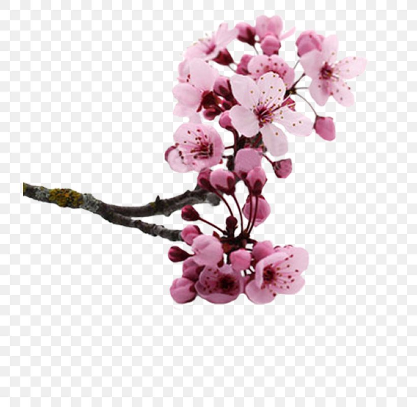 National Cherry Blossom Festival Flower Clip Art, PNG, 729x800px, Blossom, Branch, Cerasus, Cherry, Cherry Blossom Download Free