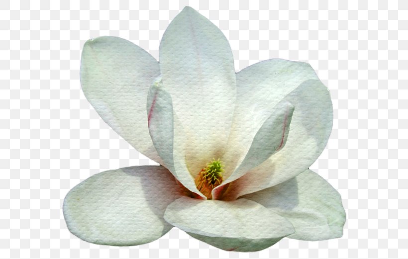 Petal Southern Magnolia Magnolia Family Flower, PNG, 600x521px, Petal, Blogger, Flower, Flowering Plant, Lily Download Free