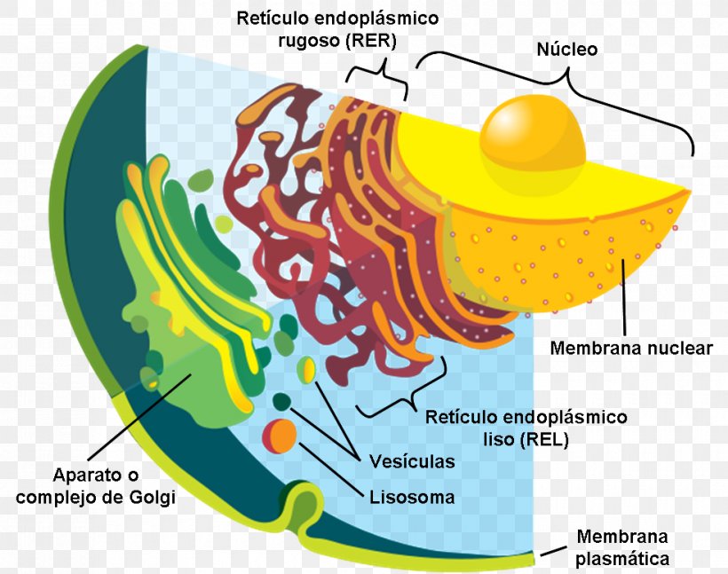 Vesicle Plant Cell Secretion Cell Membrane, PNG, 980x774px, Watercolor, Cartoon, Flower, Frame, Heart Download Free