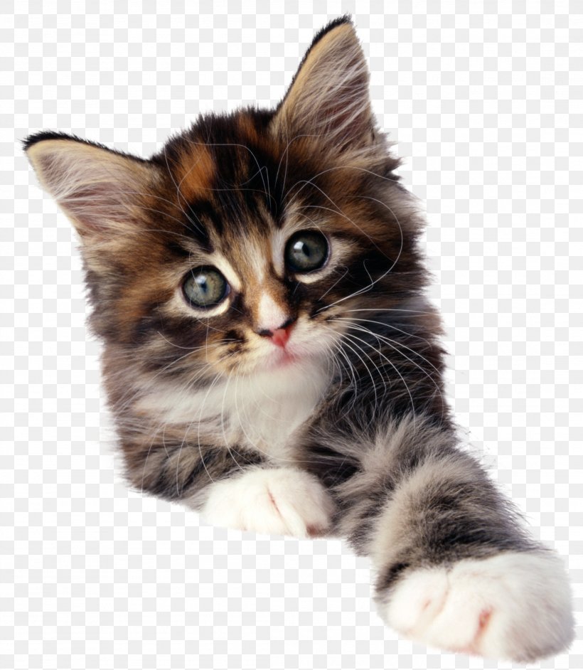 Cat Kitten Pug Pet Image, PNG, 2204x2532px, Cat, American Wirehair, Animal, Carnivoran, Cat Like Mammal Download Free