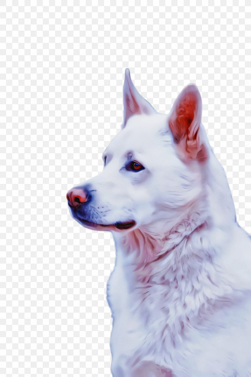 Cute Dog, PNG, 1632x2448px, Cute Dog, American Eskimo Dog, Animal, Berger Blanc Suisse, Canaan Dog Download Free