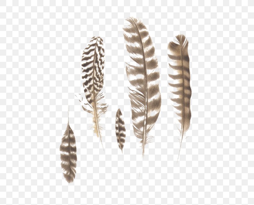 Feather, PNG, 536x663px, Feather, Material Download Free