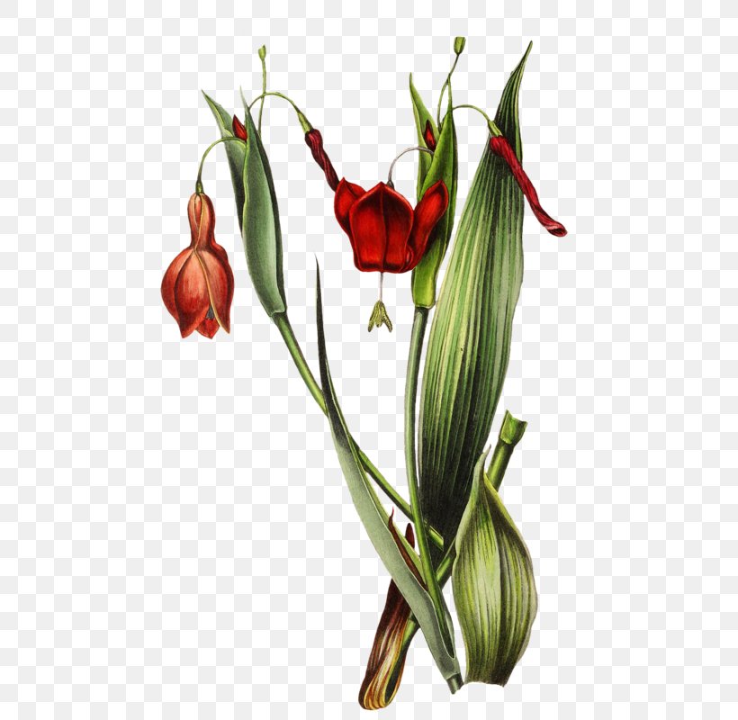 Floral Design Botanical Garden Jersey Lily Palmengarten, PNG, 489x800px, Floral Design, Amaryllis, Amaryllis Belladonna, Botanical Garden, Botany Download Free