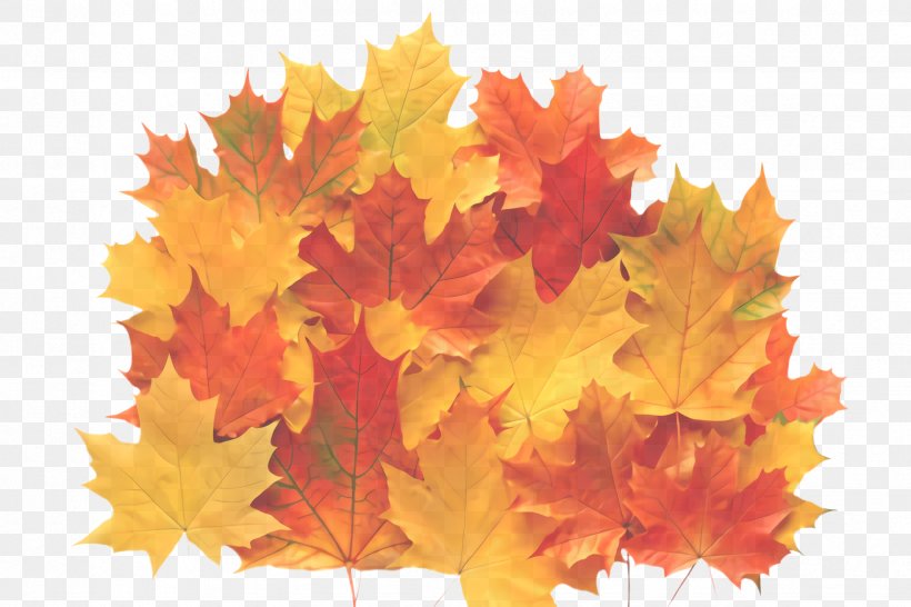 Maple Leaf, PNG, 2448x1632px, Leaf, Black Maple, Deciduous, Maple, Maple Leaf Download Free