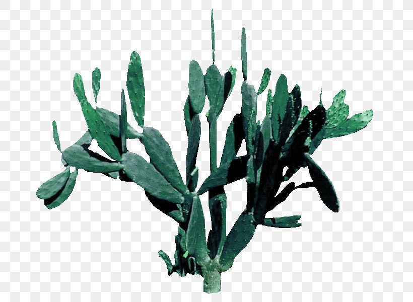 Pereskia Aculeata Cactaceae Download Illustration, PNG, 700x600px, Pereskia Aculeata, Cactaceae, Cactus, Erg, Flowerpot Download Free