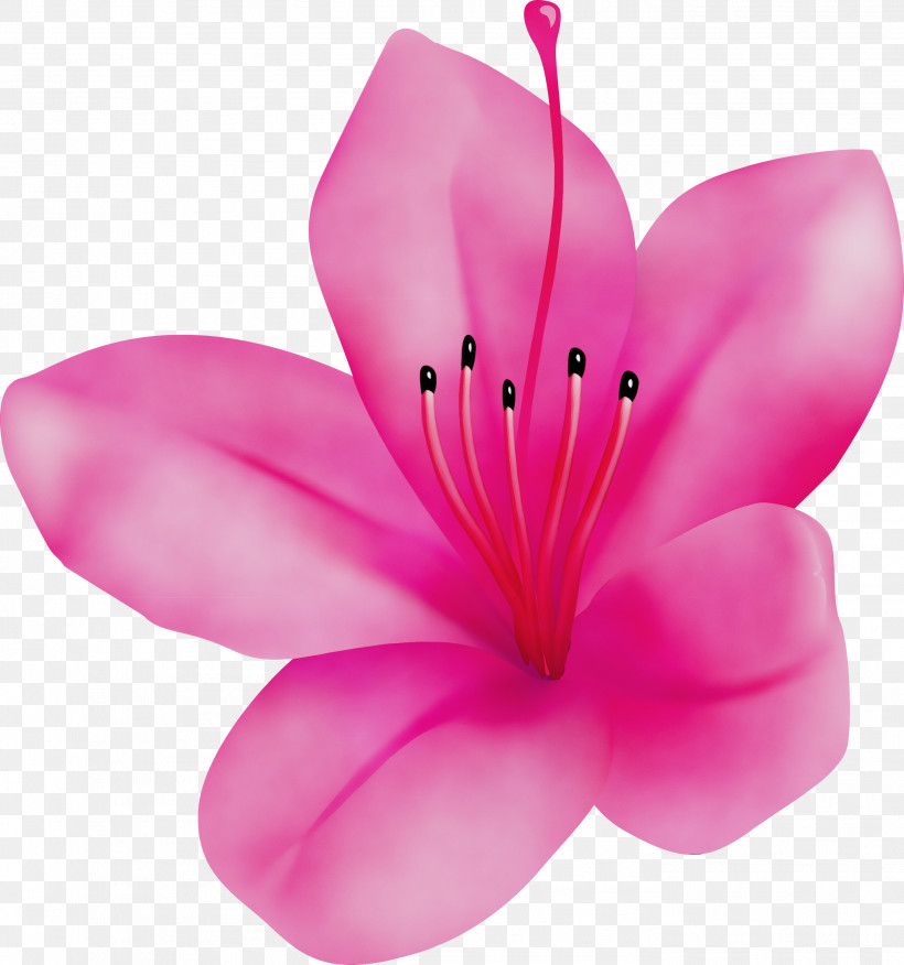 Petal Pink Flower Plant Herbaceous Plant, PNG, 2808x3000px, Azalea, Azalea Flower, Flower, Herbaceous Plant, Paint Download Free