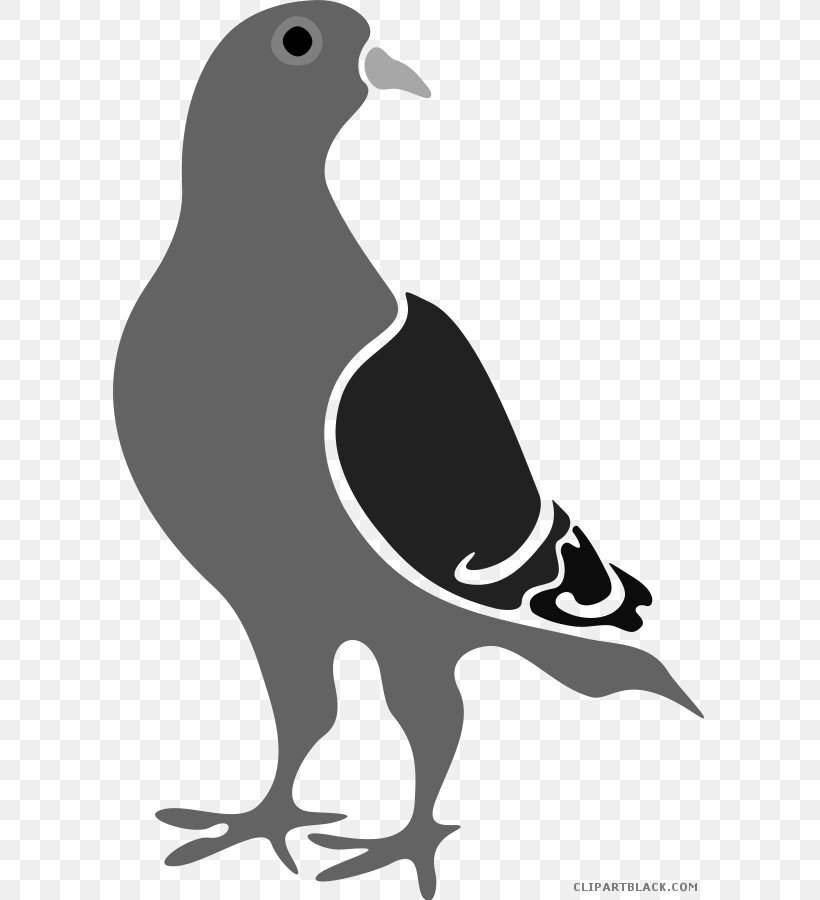 Pigeons And Doves Racing Homer Google Pigeon Google Penguin Bird, PNG, 594x900px, Pigeons And Doves, Beak, Bird, Black And White, Domestic Pigeon Download Free