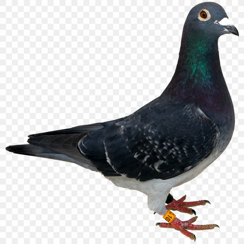 Columbidae Spy Pigeon Clip Art, PNG, 1024x1024px, Columbidae, Android, Android Application Package, Beak, Bird Download Free