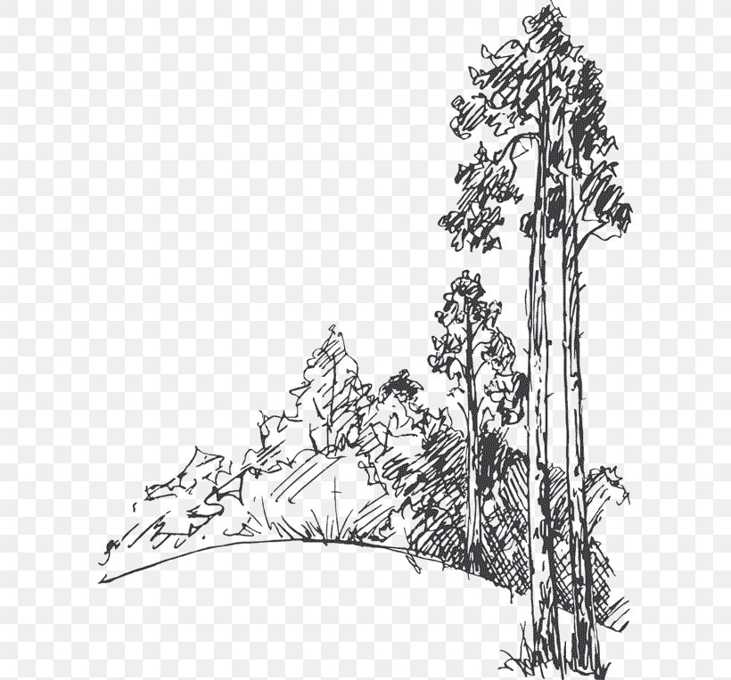 Drawing Tree Pine Sketch, PNG, 600x763px, Drawing, Art, Artwork, Black And White, Branch Download Free