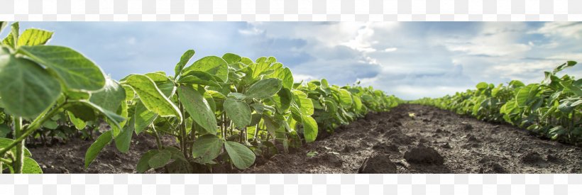 Genetically Modified Organism Agriculture Genetically Modified Food Genetically Modified Crops Genetic Engineering, PNG, 1908x640px, Genetically Modified Organism, Agriculture, Biotechnology, Crispr, Crop Download Free