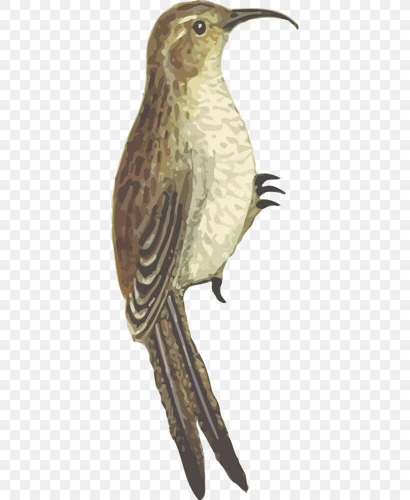 Bird Flight Beak Bird Nest, PNG, 374x1000px, Bird, Beak, Bird Flight, Bird Nest, Cuculiformes Download Free