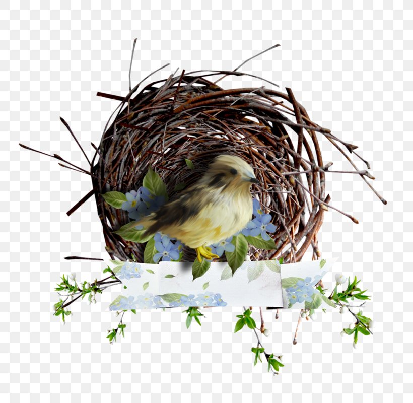 Bird House Sparrow Finches Owl, PNG, 800x800px, Bird, American Goldfinch, American Robin, Beak, Bird Egg Download Free