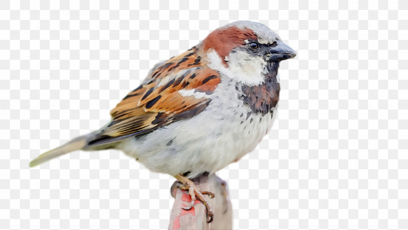 Bird House Sparrow Sparrow Beak Songbird, PNG, 1920x1082px, Bird, Beak, Brambling, Finch, House Sparrow Download Free