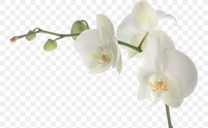 Flowers Background, PNG, 742x506px, Orchids, Cut Flowers, Decal, Dendrobium, Flower Download Free