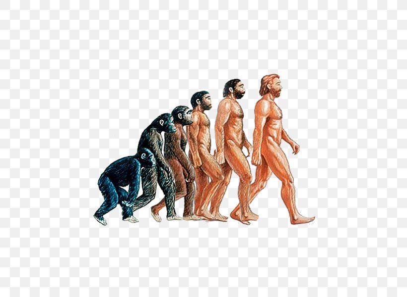 Homo Sapiens Neanderthal Human Evolution Primate, PNG, 800x600px, Homo Sapiens, Anthropology, Evolution, Figurine, Great Apes Download Free