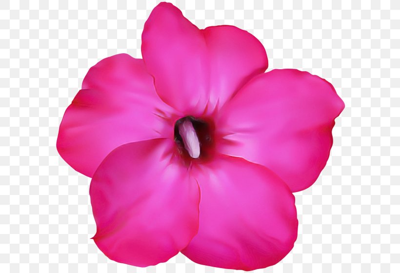 Petal Pink Flower Plant Flowering Plant, PNG, 600x560px, Petal, Annual Plant, Flower, Flowering Plant, Hawaiian Hibiscus Download Free