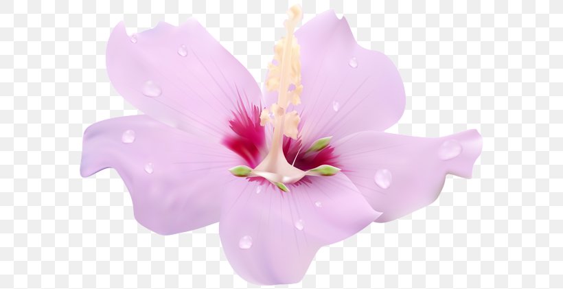 Pink Flowers Clip Art, PNG, 600x421px, Flower, Blue Hibiscus, Common Hibiscus, Cut Flowers, Flowering Plant Download Free