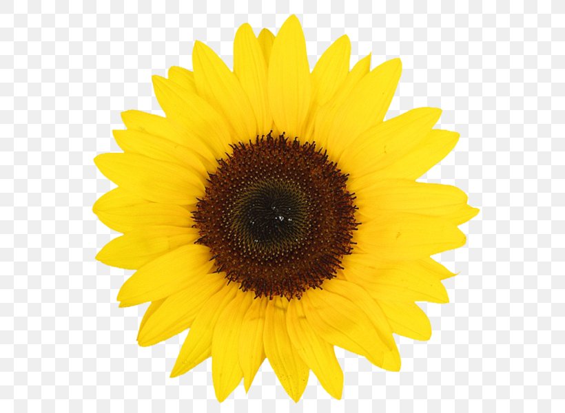 Common Sunflower Daisy Family Yellow, PNG, 584x600px, Common Sunflower, Asterales, Color, Common Daisy, Daisy Family Download Free