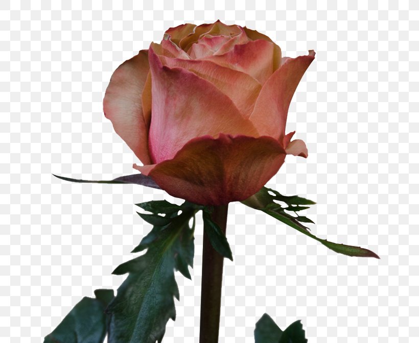 Garden Roses Cabbage Rose Floribunda Rosa 'Eden' Hybrid Tea Rose, PNG, 720x672px, Garden Roses, Bud, Cabbage Rose, Cayambe Ecuador, Cut Flowers Download Free