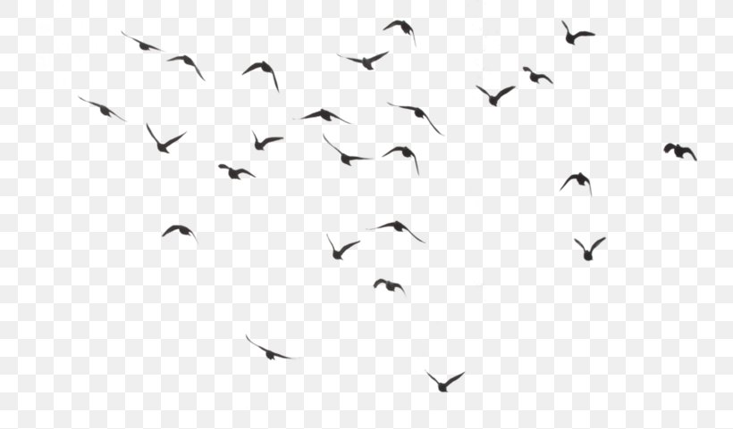 Hummingbird Parrot Flight Flock, PNG, 740x481px, Bird, Animal Migration, Beak, Belted Kingfisher, Bird Flight Download Free