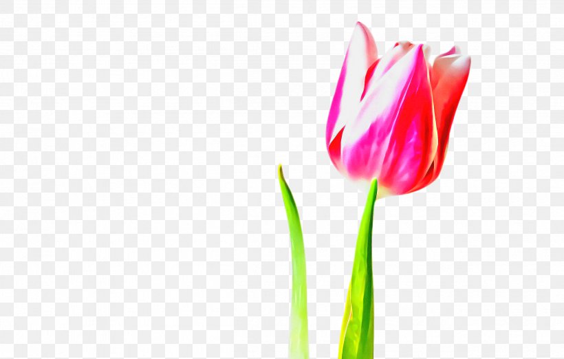 Lily Flower Cartoon, PNG, 2504x1596px, Tulip, Anthurium, Blossom, Bud, Closeup Download Free