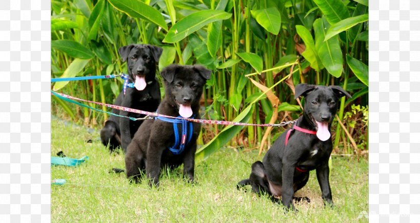 Dog Breed Patterdale Terrier Greyhound Great Dane Sporting Group, PNG, 991x529px, Dog Breed, Breed, Dog, Dog Breed Group, Dog Like Mammal Download Free