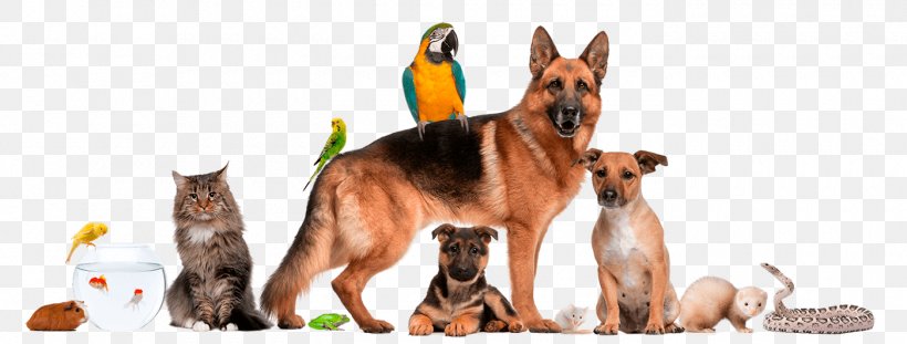 Dog Cat Pet Shop Veterinarian, PNG, 1400x531px, Dog, Carnivoran, Cat, Dog Breed, Dog Grooming Download Free