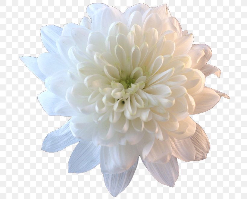 Flower Bouquet Chrysanthemum Clip Art, PNG, 717x660px, Flower, Blue, Chrysanthemum, Chrysanths, Cut Flowers Download Free