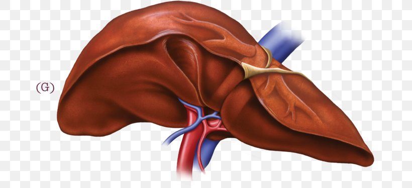 Liver Disease Health Food Digestion, PNG, 675x374px, Watercolor, Cartoon, Flower, Frame, Heart Download Free