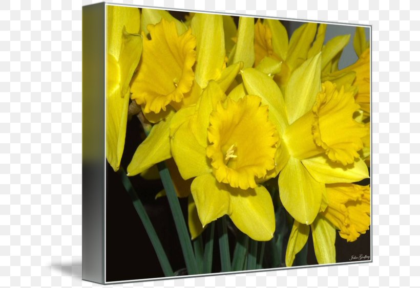 Narcissus Tulip Picture Frames Petal Image, PNG, 650x563px, Narcissus, Amaryllis Family, Flower, Flowering Plant, Petal Download Free