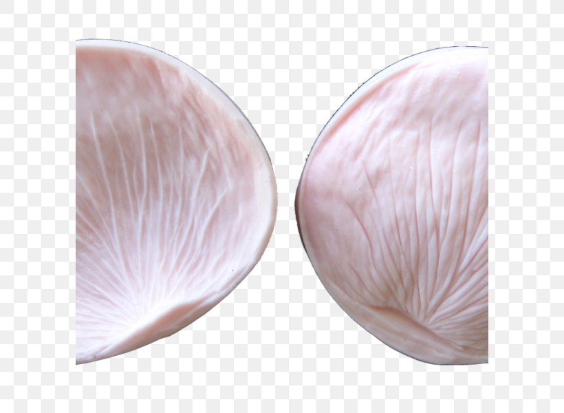 Seashell Veneroida Petal, PNG, 600x600px, Seashell, Petal, Pink, Veneroida Download Free