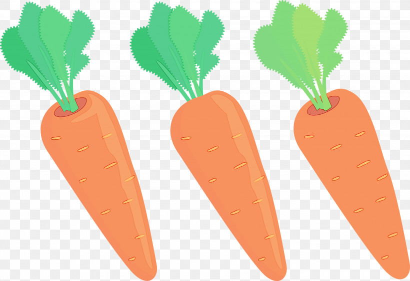 Vegetable Natural Foods Superfood Radish Carrot, PNG, 3000x2063px, Carrot, Fruit, Natural Foods, Paint, Radish Download Free