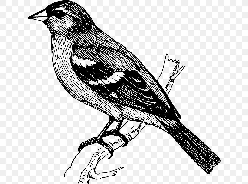 Bird Finch Drawing Clip Art, PNG, 640x607px, Bird, Art, Beak, Black And White, Branch Download Free