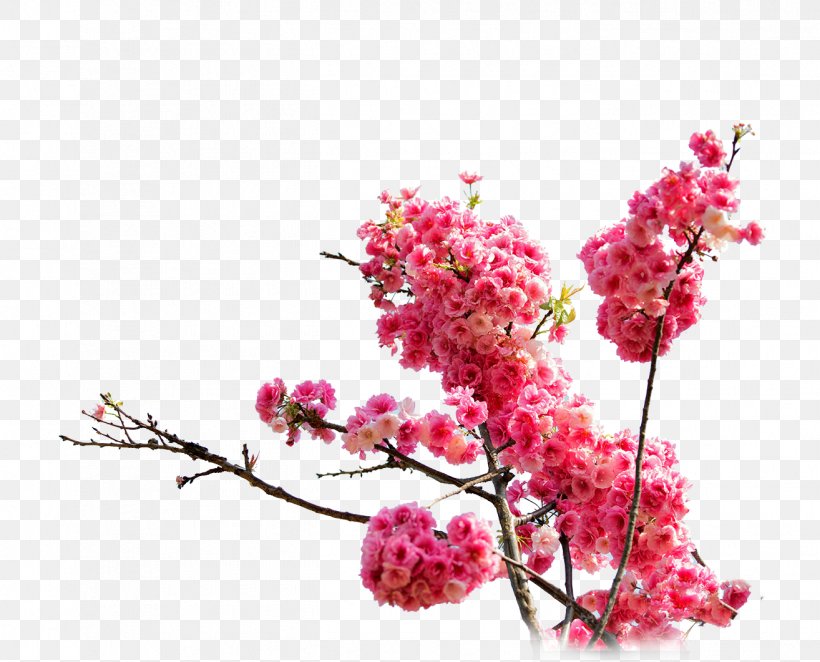 Cherry Blossom Cerasus Drawing, PNG, 1314x1061px, Cherry Blossom, Blossom, Branch, Cartoon, Cerasus Download Free