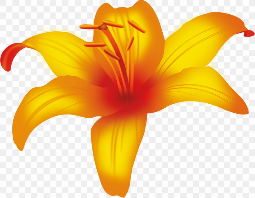 Cut Flowers Plant Petal Daylily, PNG, 1200x932px, Flower, Cut Flowers, Daylily, Flowering Plant, Lily Download Free