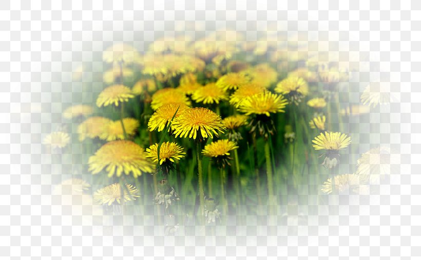 Dandelion Daytime Pappus Petal Flower, PNG, 800x507px, Dandelion, Adelinina, Aster, Birthday, Chamaemelum Nobile Download Free